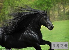世界上最帅的马，一头飘逸的黑发(配种一次3.5万)