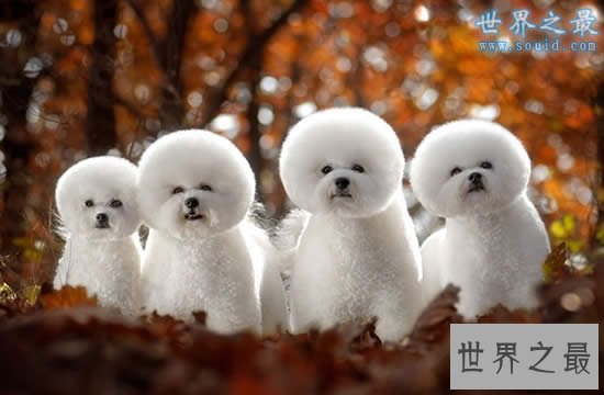 世界上最萌的最可爱的狗排名，萌翻了(组图)