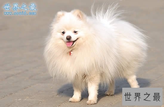 世界上最萌的最可爱的狗排名，萌翻了(组图)