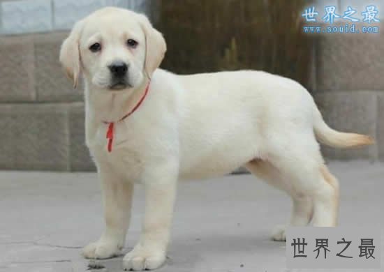 世界上最萌的最可爱的狗排名，萌翻了(组图)