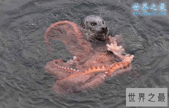 世界上最大的章鱼，太平洋巨型章鱼(重545斤)