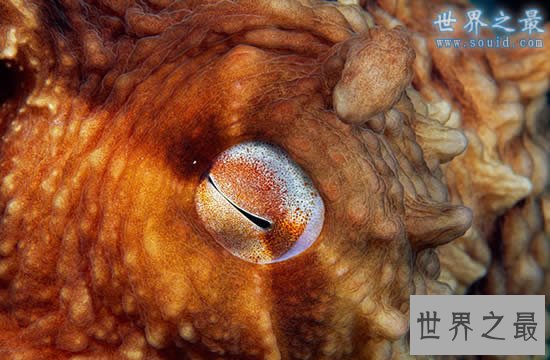 世界上最大的章鱼，太平洋巨型章鱼(重545斤)