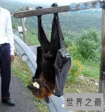 世界上最大的蝙蝠，金冠飞狐(比人还高)