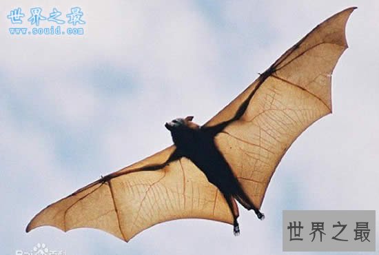 世界上最大的蝙蝠，金冠飞狐(比人还高)