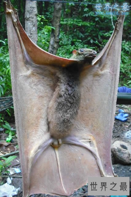 世界上最大的蝙蝠，金冠飞狐(比人还高)