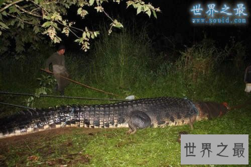 世界上最大的鳄鱼，洛龙(长6.4米/重1075公斤)