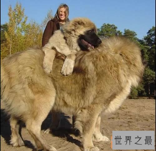 世界上最大的狗排名，可以当马骑(图)
