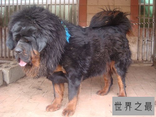 世界上最大的狗排名，可以当马骑(图)