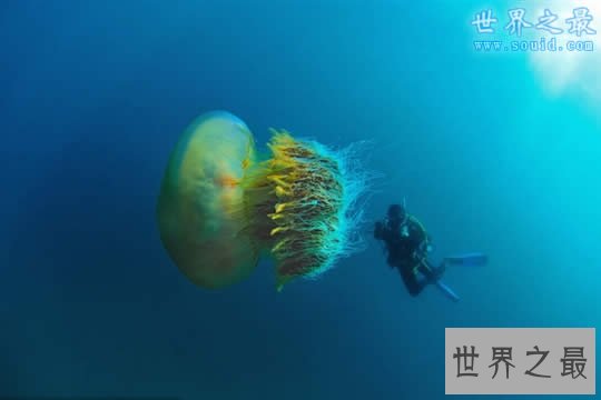 世界上最大的水母，越前水母(有毒但可以吃)