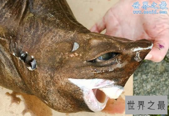 世界上潜水最深的动物，抹香鲸(下潜2200米)