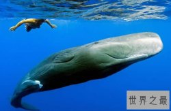 世界上潜水最深的动物，抹香鲸(下潜2200米)