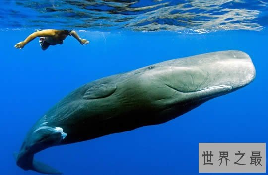 世界上潜水最深的动物，抹香鲸(下潜2200米)
