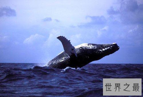 世界上潜水最深的动物，抹香鲸(下潜2200米)