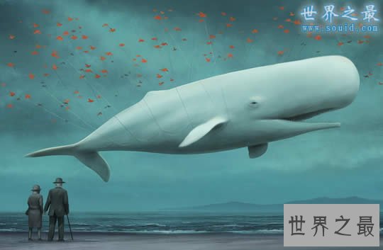 世界上潜水最深的动物，抹香鲸(下潜2200米)