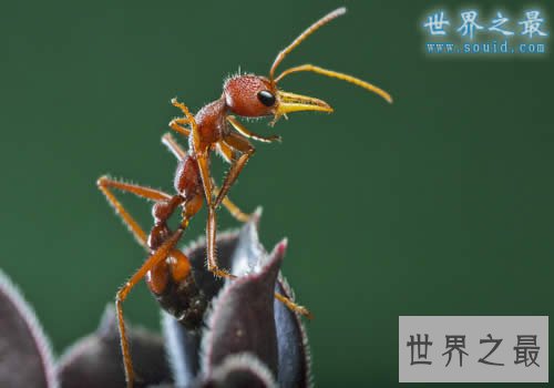 世界上最大的蚂蚁，公牛蚁(3.7厘米)