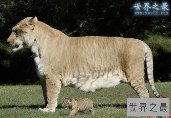 世界上最大的猫科动物，美国狮虎(长3.3米)