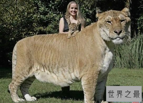 世界上最大的猫科动物，美国狮虎(长3.3米)