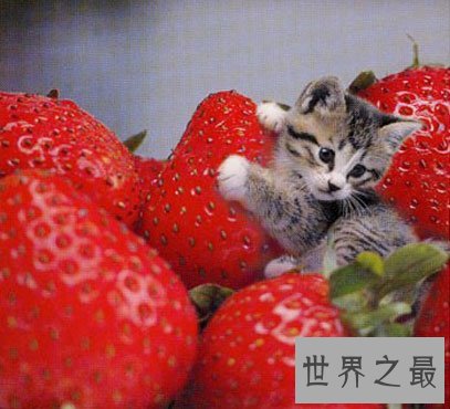 世界上最小的猫，比可乐罐还小(组图)