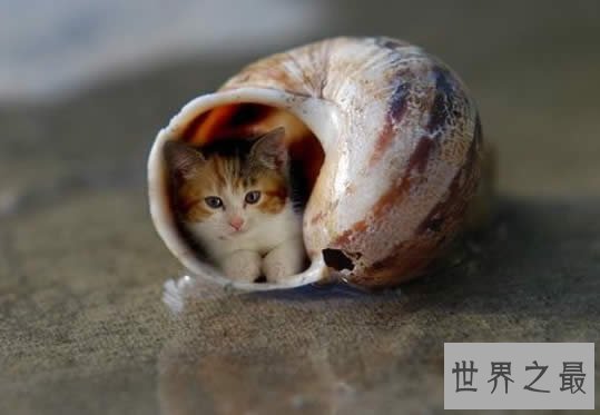 世界上最小的猫，比可乐罐还小(组图)