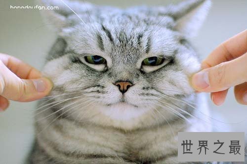 世界上最胖最重的猫，胖的走不动(23公斤)