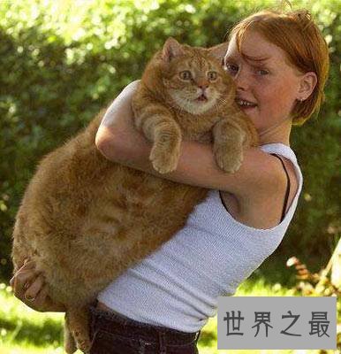 世界上最胖最重的猫，胖的走不动(23公斤)
