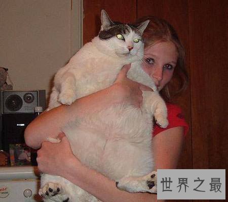 世界上最胖最重的猫，胖的走不动(23公斤)
