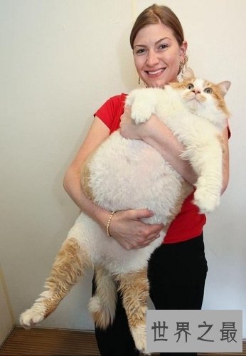 世界上最胖最重的猫，胖的走不动(23公斤)
