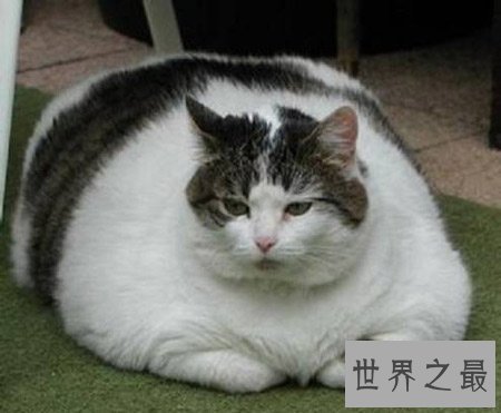 世界上最胖最重的猫，胖的走不动(23公斤)