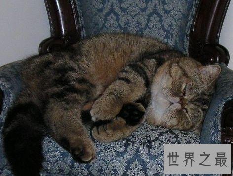 世界上最胖最重的猫，胖的走不动(23公斤)