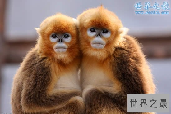 世界上最不怕冷的猴子，金丝猴(零下10度)