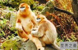 世界上最不怕冷的猴子，金丝猴(零下10度)