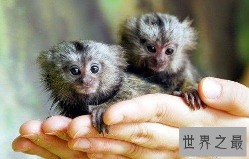 世界上最小的猴子,拇指猴(只有手指头长)