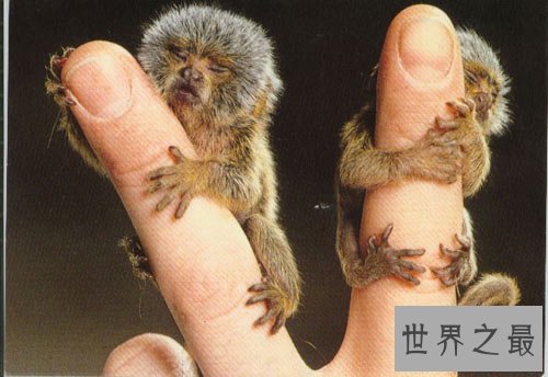 世界上最小的猴子,拇指猴(只有手指头长)