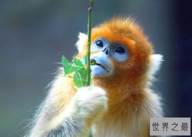 世界上最不怕冷的猴子，金丝猴(零下10度)