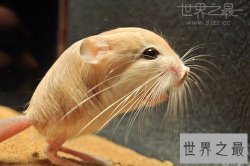 世界上最小的跳鼠，体长只有10厘米