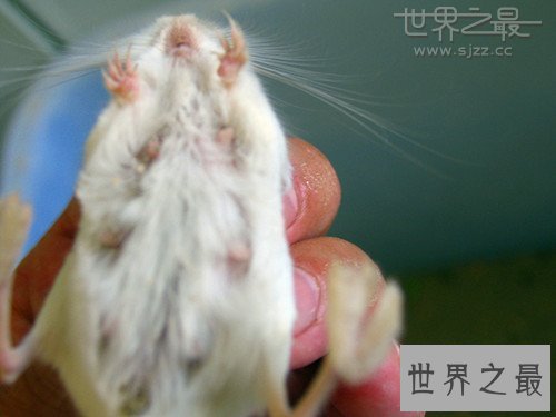 世界上最小的跳鼠，体长只有10厘米