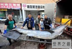 世界上最大的剑鱼被捕，重达619斤(图)