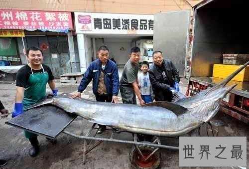 世界上最大的剑鱼被捕，重达619斤(图)