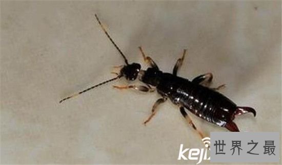 动物界的十大恐怖之王，碰上它们不死也伤残