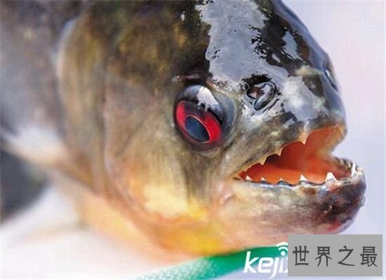 动物界的十大恐怖之王，碰上它们不死也伤残