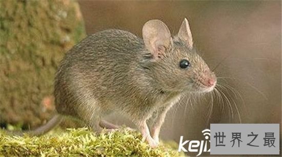 动物界的十大恐怖之王，碰上它们不死也伤残