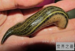 动物界的十大恐怖之王，碰上它们不死也伤残