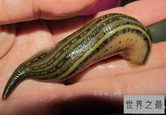 动物界的十大恐怖之王，碰上它们不死也伤残