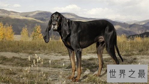 世界上耳朵最长的狗，长34.3厘米耳朵把自己绊倒