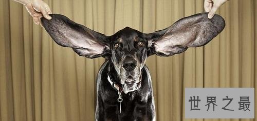 世界上耳朵最长的狗，长34.3厘米耳朵把自己绊倒