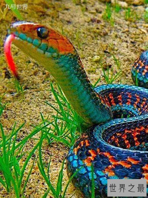 世界上最美的十种毒蛇，毒液腺布满全身却最美颜
