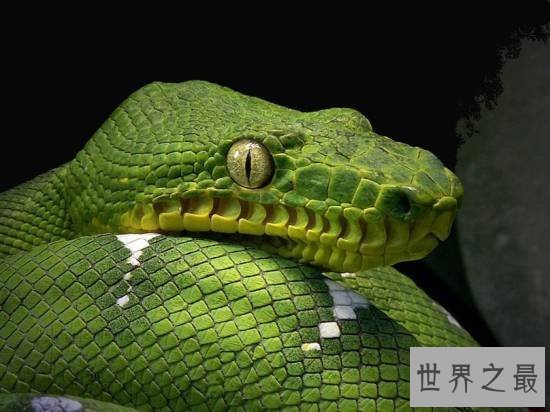 世界上最美的十种毒蛇，毒液腺布满全身却最美颜