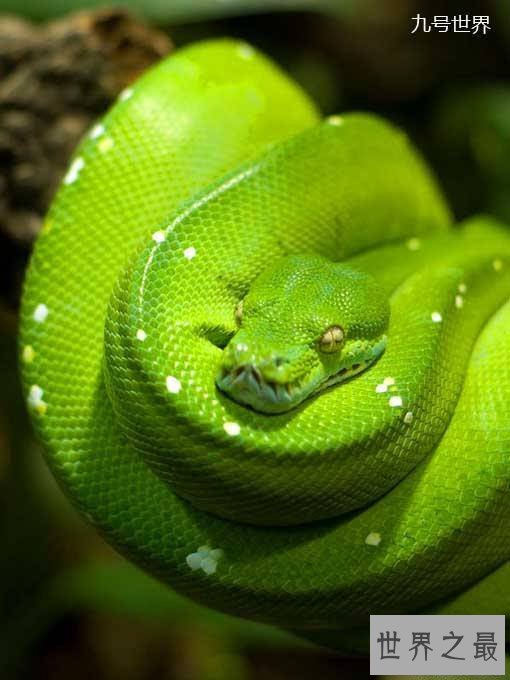 世界上最美的十种毒蛇，毒液腺布满全身却最美颜
