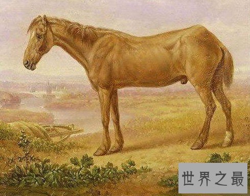 关于马匹的10个世界之最，史上最全纪录