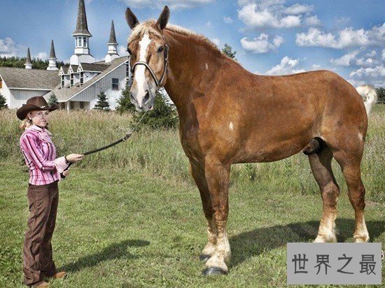 关于马匹的10个世界之最，史上最全纪录
